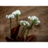 Kép 7/7 - EUROPALMS Hydrangea, white, with flowers, 100 LEDs