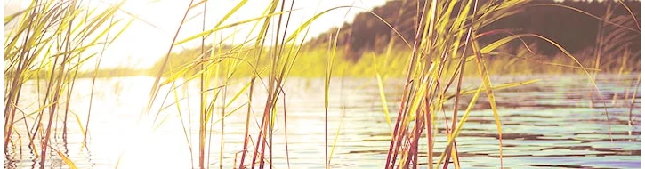 FŰ- & NÁDFÉLÉK FŰ- & NÁDFÉLÉK