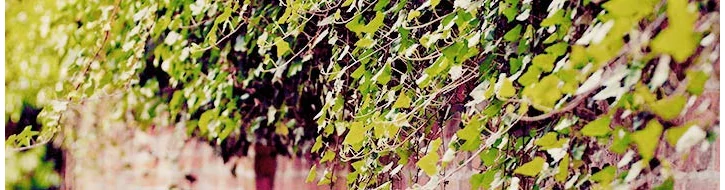 FÜGGŐ NÖVÉNYEK FÜGGŐ NÖVÉNYEK