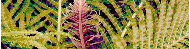 PÁFRÁNYOK PÁFRÁNYOK