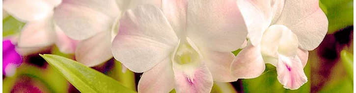 VIRÁGOS ÁGAK & KOMPOZÍCIÓK